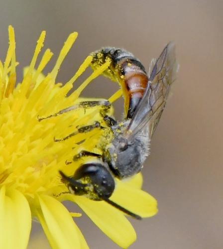 Lasioglossum sp.